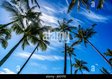 Sonne am blauen Himmel scheint durch die Palmzweige von den Palmen auf der tropischen Insel Oahu in Insel Staat Hawaii im Pazifischen Ozean Stockfoto