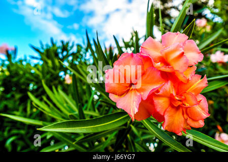 Rosa rote Hibiskusblüten auf der tropischen hawaiianischen Insel Oahu Stockfoto