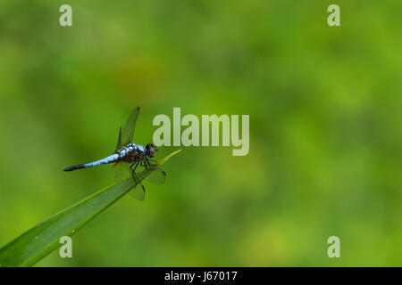 Makroaufnahme einer blauen Libelle sitzt auf einem Blatt über einem kleinen Teich Stockfoto