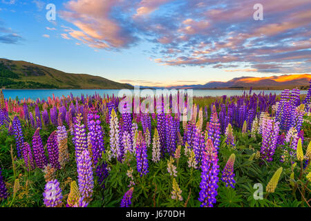 Lupine Blume in Lake Tekapo, Neuseeland Stockfoto