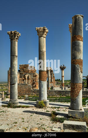 Die kapitolinischen Tempel in römische Ausgrabung von Volubilis, Marokko, Afrika Stockfoto