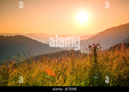 Niedrige Karpaten. Sommer. Die Abendsonne beleuchtet verschiedene Kräuter in den Bergen Stockfoto