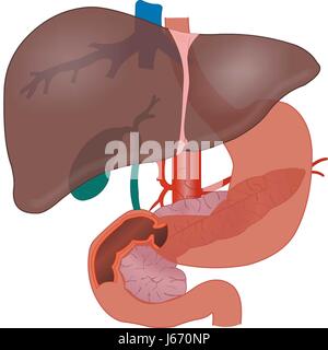 Anatomie der Leber Stockfoto