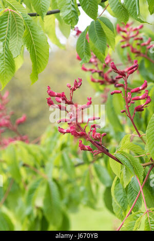 Aesculus Pavia Atrosanguinea. Rote Rosskastanie Blumen im Mai Stockfoto