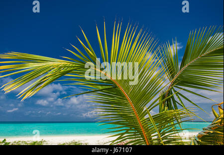 Palm Leaf gegen blauen Himmel mit tropischen Sandstrand und Meer Stockfoto