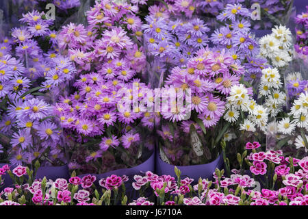 Die Trauben der Aster Blumen zum Verkauf an eine Blume zeigen. UK Stockfoto