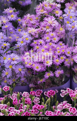 Die Trauben der Aster Blumen zum Verkauf an eine Blume zeigen. UK Stockfoto