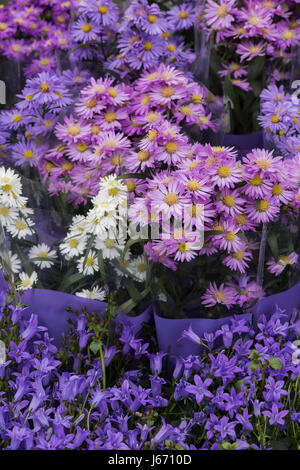 Die Trauben der Aster Blumen zum Verkauf an eine Blume zeigen. UK Stockfoto