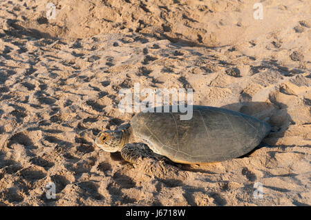 Grüne Schildkröte, Ras Al Jinz, Oman. Stockfoto