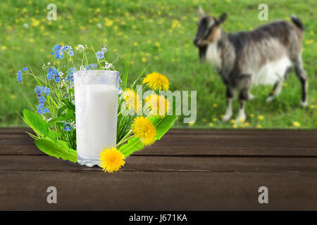Glas Milch und Ziege Stockfoto