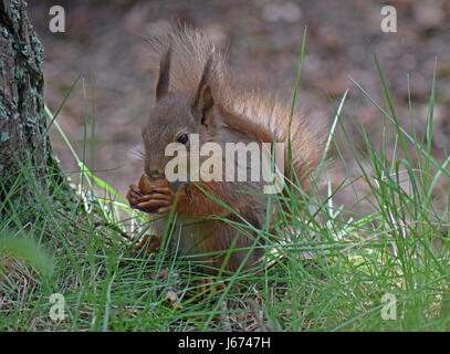 Eichhörnchen füttern - Highland Wildlife Park, Kingussie, Highlands, Schottland Stockfoto