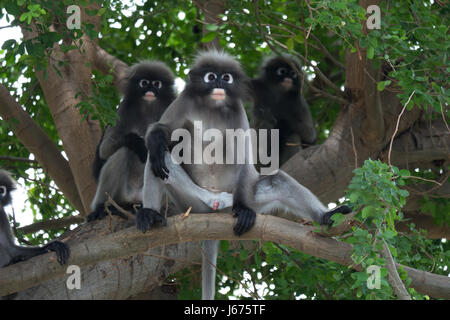 Altrosa Blatt Affen, Dusky Languren, brillentragende Languren in Prachuap Khiri Khan, Thailand Stockfoto