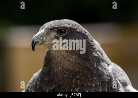 Chilenische blauen Bussard Porträt Stockfoto