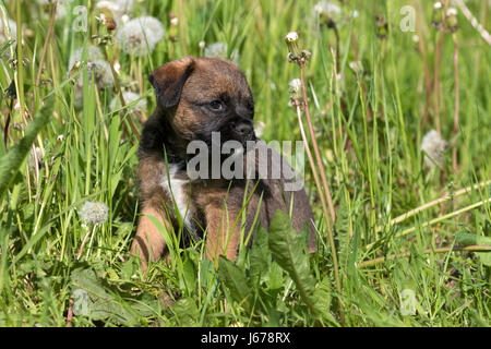 Border Terrier Welpen, 7 Wochen alt Stockfoto