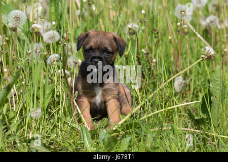 Border Terrier Welpen, 7 Wochen alt Stockfoto