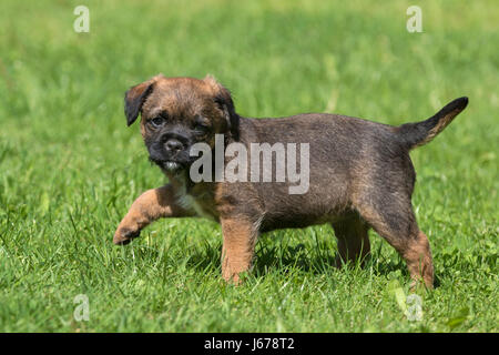 Border Terrier Welpen, 7 Wochen alt Stockfoto