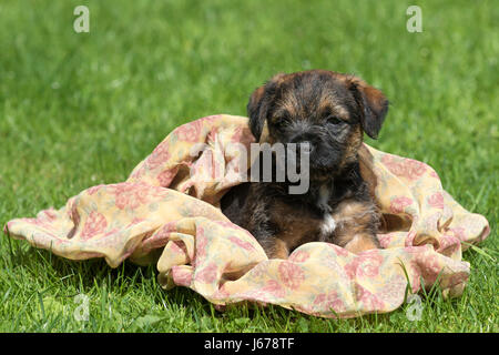 Border Terrier Welpen, 7 Wochen alt Stockfoto