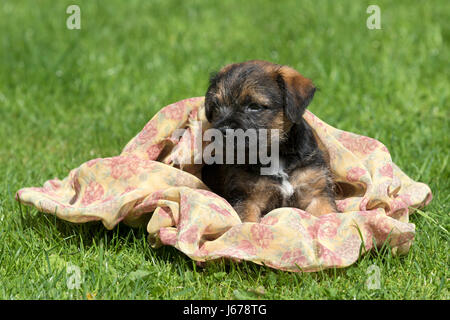 Border Terrier Welpen, 7 Wochen alt Stockfoto