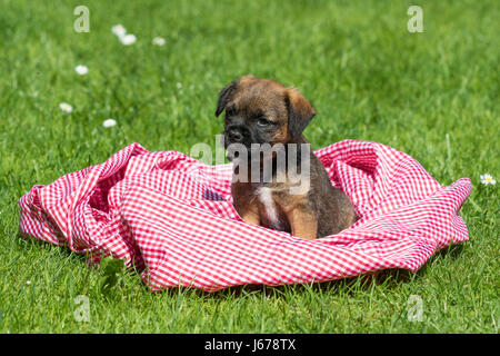 Border Terrier Welpen, 7 Wochen alt Stockfoto