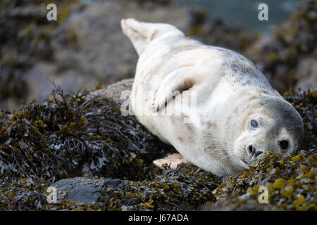 Juvenile Grey Seal (Halichoerus Grypus) Sonnenbaden auf Felsen und Algen am Morgen Frühling Sonne, Skomer, Wales, Frühjahr 2017 © Jason Richardson / Ala Stockfoto