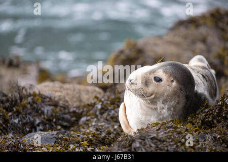 Juvenile Grey Seal (Halichoerus Grypus) Sonnenbaden auf Felsen und Algen am Morgen Frühling Sonne, Skomer, Wales, Frühjahr 2017 © Jason Richardson / Ala Stockfoto