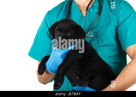 Tierarzt mit einem Kranken schwarzer Labrador Welpe Stockfoto