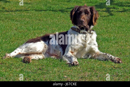 tierische Säugetier Haut Hund Hund Jagd Natur Tier Säugetier Haut Hund Jagdhund Stockfoto