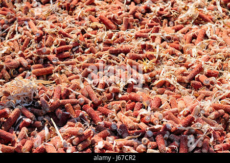 Maiskolben in der Sonne in der Stadt von Zhaodong in China in der Provinz Heilongjiang, die Kraftstoff zu verbrennen während der Wintermonate werden austrocknen. Stockfoto