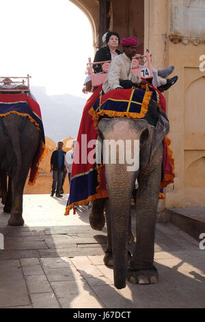 Elefanten, die die Touristen zu Amber Fort in Jaipur, Rajasthan, Indien, am 16. Februar 2016 eingerichtet. Stockfoto