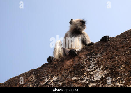 Graue Languren in Amber Fort in Jaipur, Rajasthan, Indien, am 16. Februar 2016 an Wand. Stockfoto