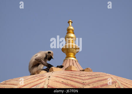 Graue Languren in Amber Fort in Jaipur, Rajasthan, Indien, am 16. Februar 2016 an Wand. Stockfoto