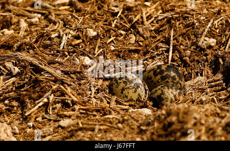 Schmiede-Regenpfeifer / Kiebitz Nest mit 2 Eiern in Stockfoto