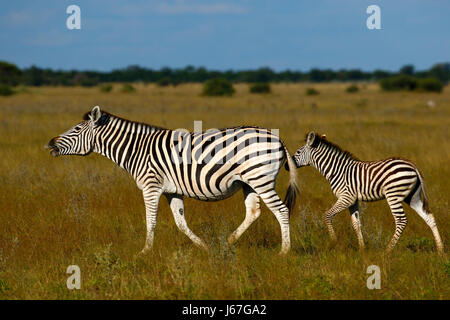 Mama & Baby Stute & Fohlen Zebras zusammen Spaß mal in Afrika Stockfoto