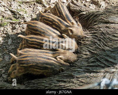 sechs Wildschweine Futter ernähren Tier Kind sechs saugen lustige Brooks, die Sechslinge säugen Stockfoto