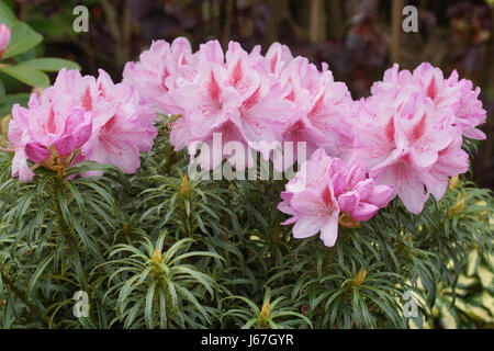 Rhododendron Ponticum Filigran, Herold des Frühlings, Blume der Gärten Stockfoto