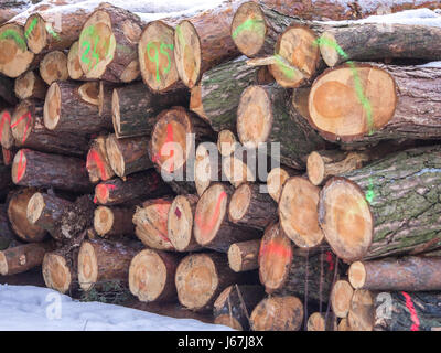 Liegen einen Haufen von Schnitt und Farbe markiert und nummeriert Baumstämme im Wald. Stockfoto