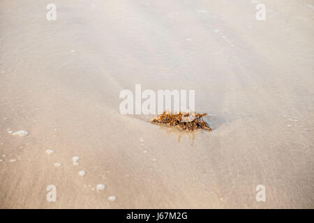 Algen in einer Welle von der Flut erwischt Stockfoto