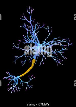 Computer-Grafik eines Neurons. Nervenzellen sind verantwortlich für die Übermittlung von Informationen rund um das zentrale Nervensystem (ZNS) und der CNS an den Rest des Körpers. Jede Nervenzelle besteht aus einem Körper, umgeben von zahlreichen Erweiterungen genannt Dendriten (rosa). Dendriten sammeln Informationen von anderen Nervenzellen oder von Sinneszellen. Gezeigt werden die Nervenzelle mit schützenden Myelin (Protein, Mäntel und dämmt die Axone der Nervenzellen) Mantel in gelb. Stockfoto