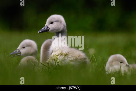 Schwanenkken - ich bin der größte Stockfoto