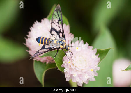 Schwarz gelbe Biene sammelt Honig Nektar aus rosa Runde Blume zu Blumenfeld am Morgen. Stockfoto