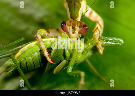 Blume Gottesanbeterin - Creobroter pictipennis Stockfoto