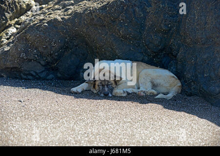 Ein Hund schläft im Schatten von einem Felsen am Strand von Montezuma, Costa Rica. Stockfoto