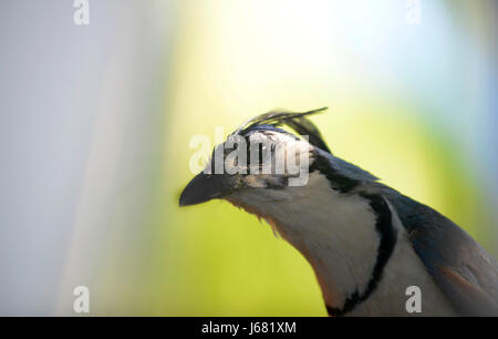 Ein weißes-throated Magpie Jay (Calocitta Formosa). Stockfoto