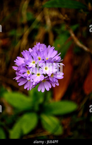 Primula Verbreitungsgebiet Himalayan Primrose violett Stockfoto