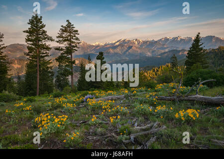 Lupine und Balsamwurzel mit Stuart Range Mountains im Hintergrund; Tronsen Höhenweg über Blewett Pass, Cascade Mountains, Washington, USA. Stockfoto