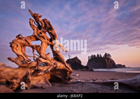 Treibholz am zweiten Strand, Olympic Nationalpark, Washington. Stockfoto