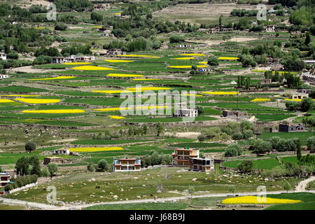 Hochgebirge tibetischen Dorf: Reihenhaus, Landwirtschaft, grünen und gelben Felder von Reis und Gerste, kleinen armen Bauern in der Mitte der Vegetation, Häuser Stockfoto
