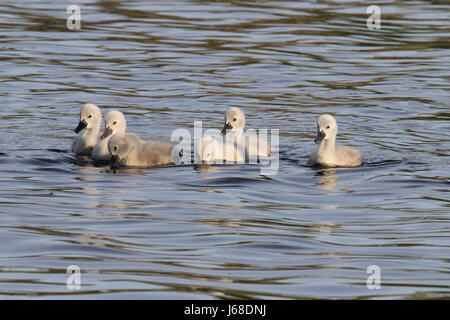 Sechs Höckerschwan Cygnets an einem See schwimmen Stockfoto