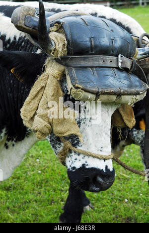 Bovine Bullock frisch gezapftes Tierlandwirtschaft Landwirtschaft Porträt bovine Tasche Bauernhof Stockfoto