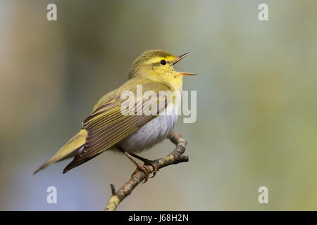 Holz-Laubsänger (Phylloscopus Sibilatrix) Stockfoto